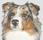 (image for) Australian Shepherd 2